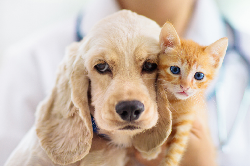 Dunmore & Glenamaddy Veterinary Clinics
